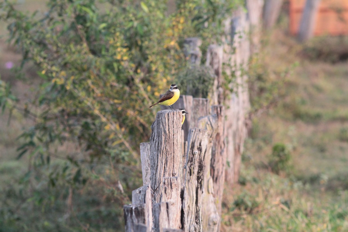 Great Kiskadee - ML208755501