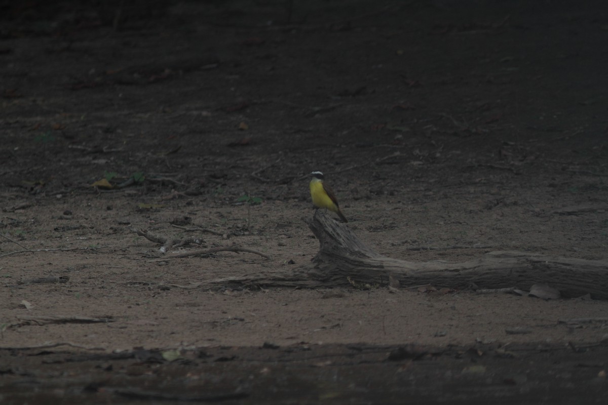 Rusty-margined Flycatcher - ML208755521