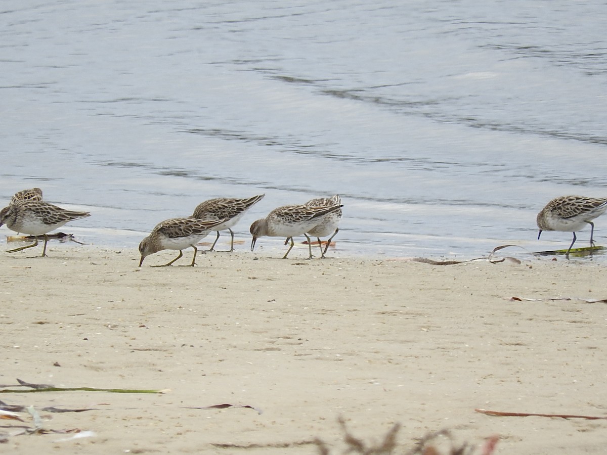 Sharp-tailed Sandpiper - ML208756591