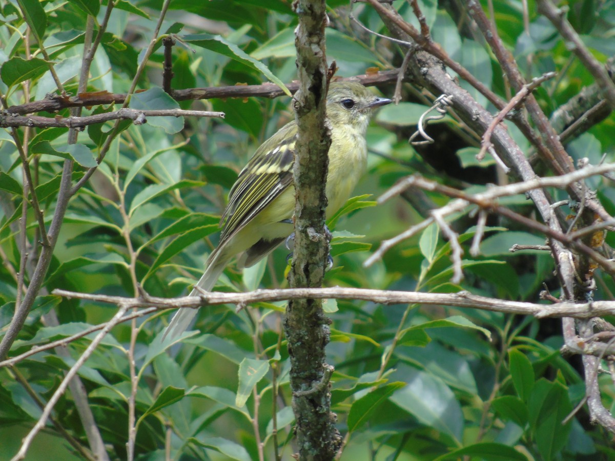 Greenish Tyrannulet - ML208757161