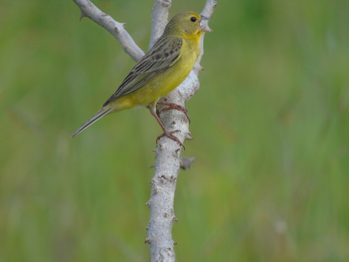 Grassland Yellow-Finch - ML208757181