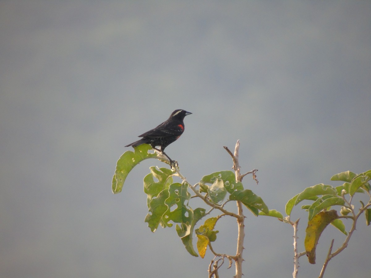 White-browed Meadowlark - ML208757441