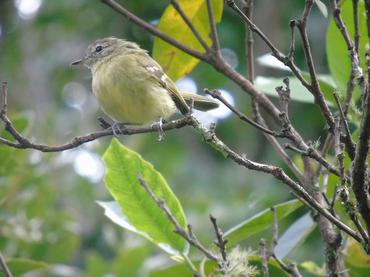 Mottle-cheeked Tyrannulet - ML208757451