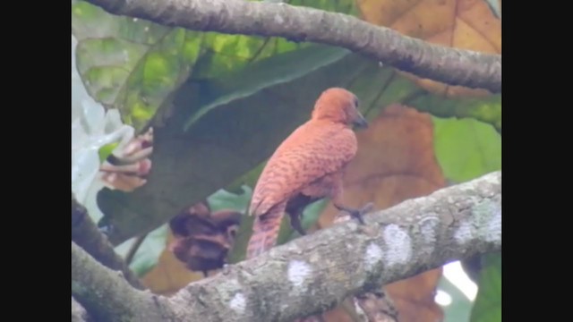 Rufous Woodpecker - ML208757691