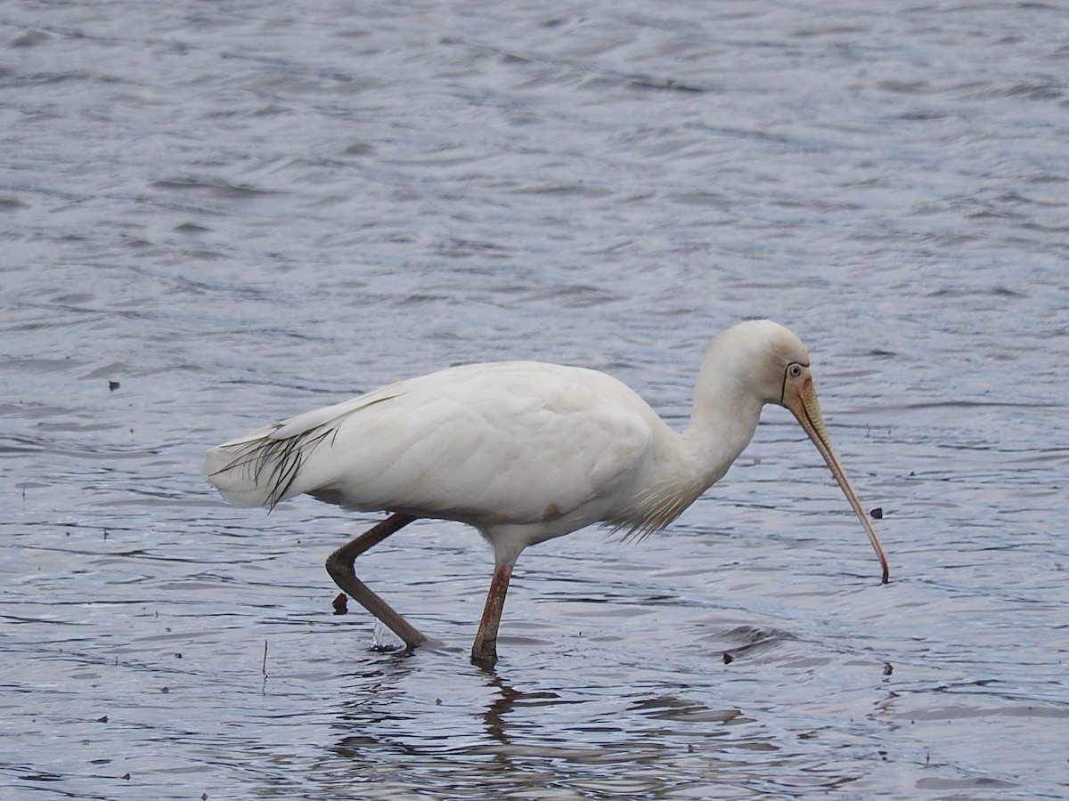 Yellow-billed Spoonbill - ML208757801