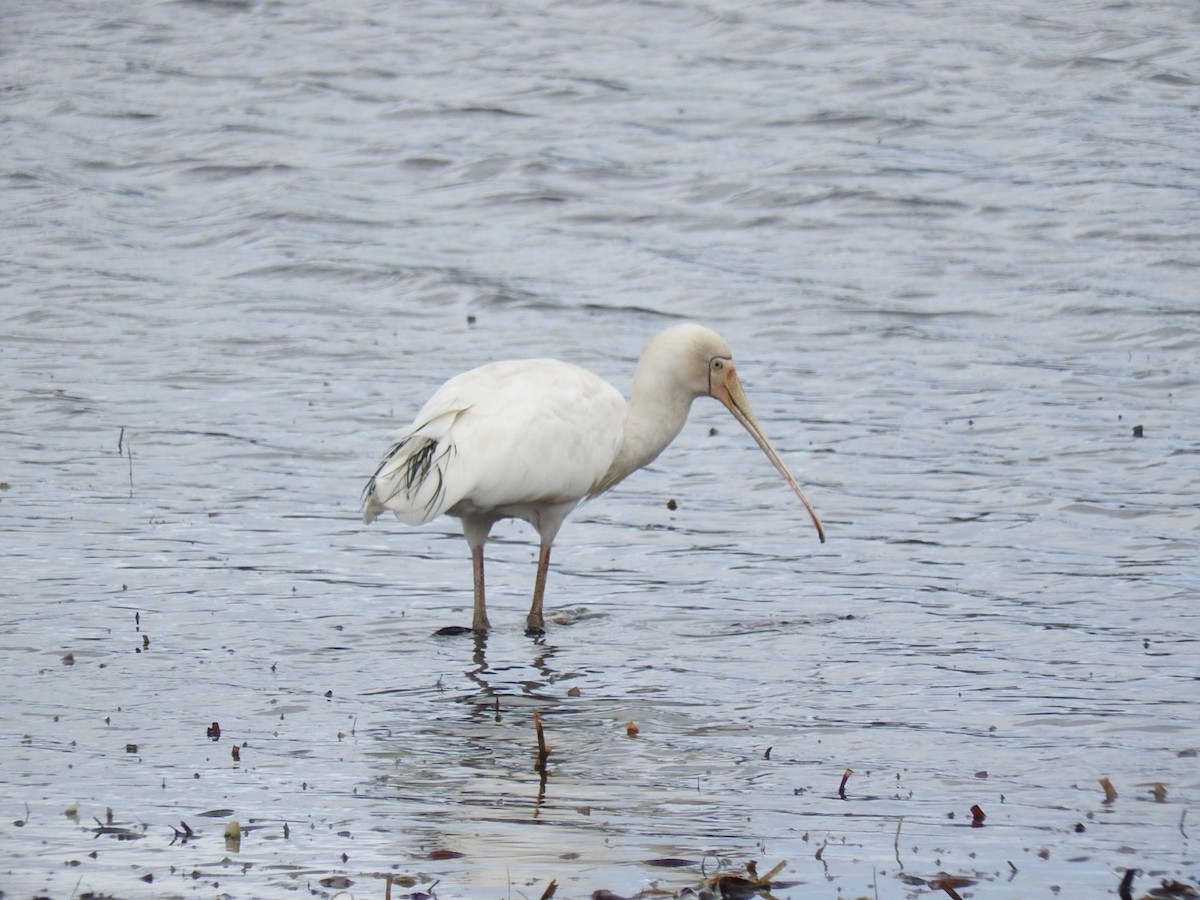 Yellow-billed Spoonbill - ML208757821