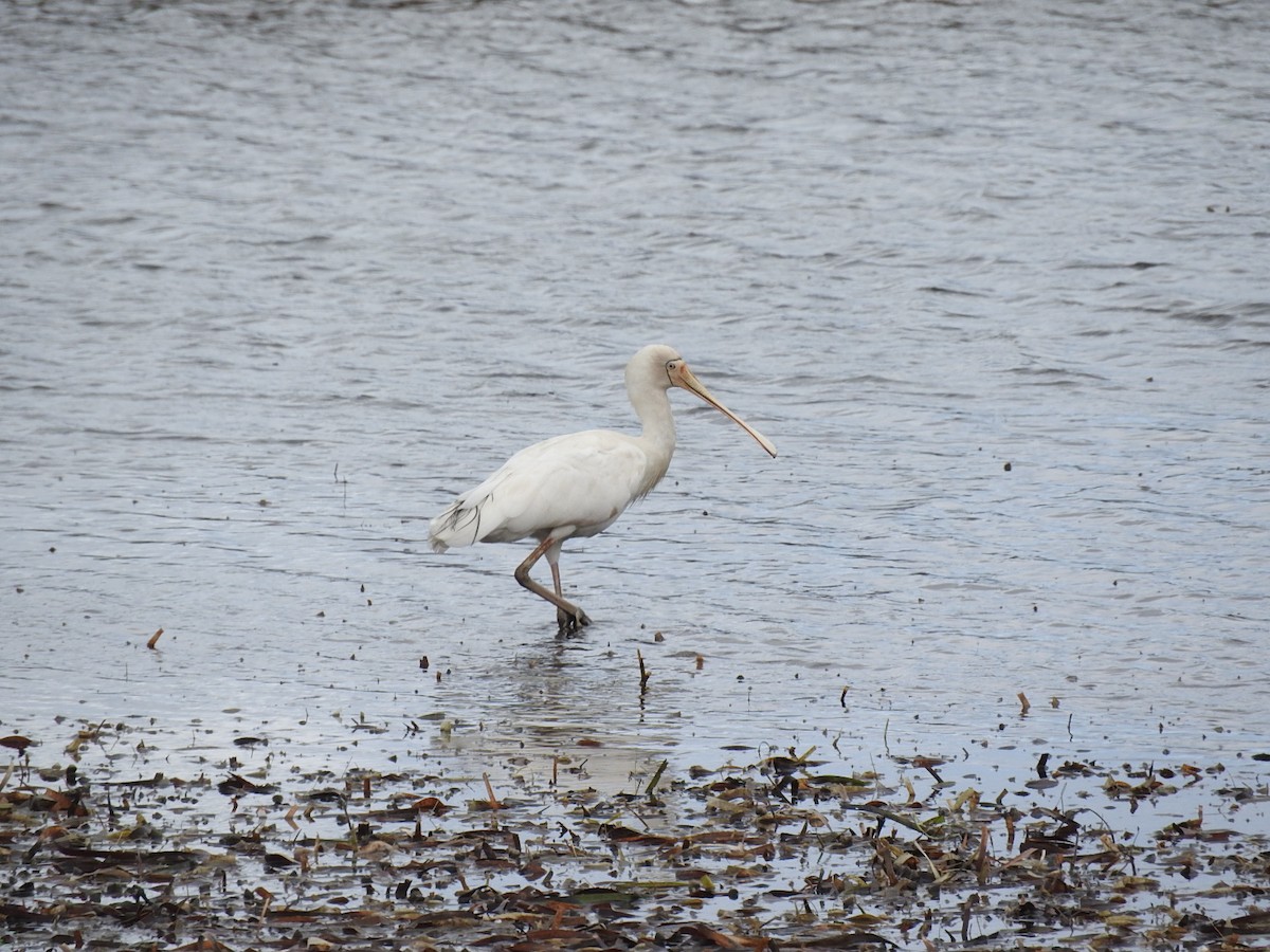 Yellow-billed Spoonbill - ML208757861