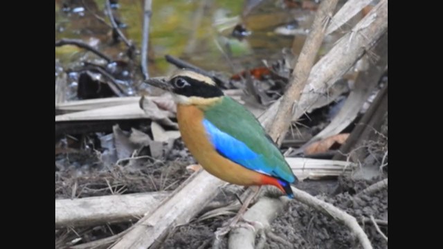 Brève à ailes bleues - ML208758051