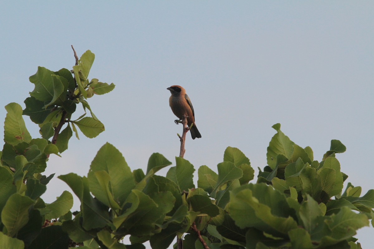 Burnished-buff Tanager - ML208758111