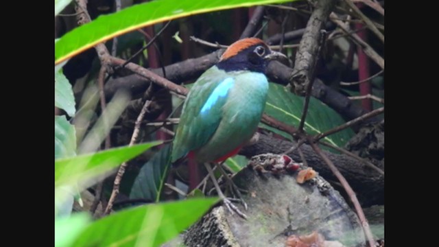 Western Hooded Pitta - ML208758201