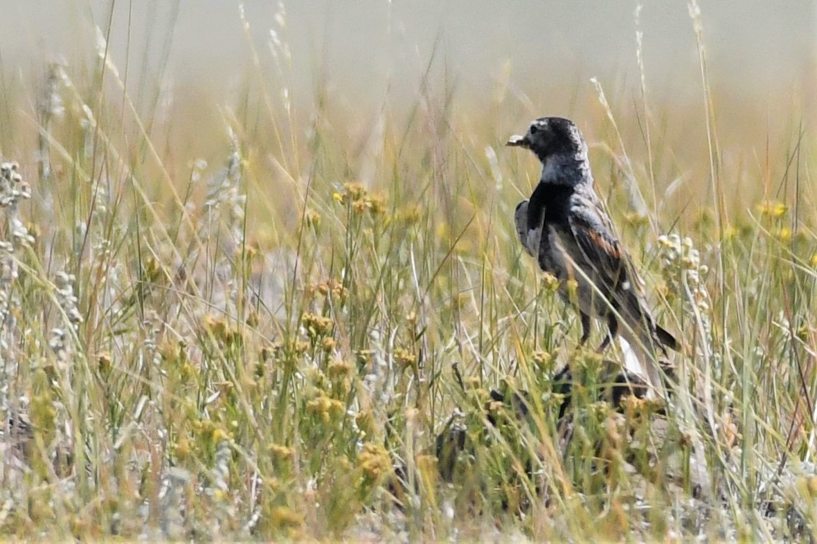 Thick-billed Longspur - ML208758971