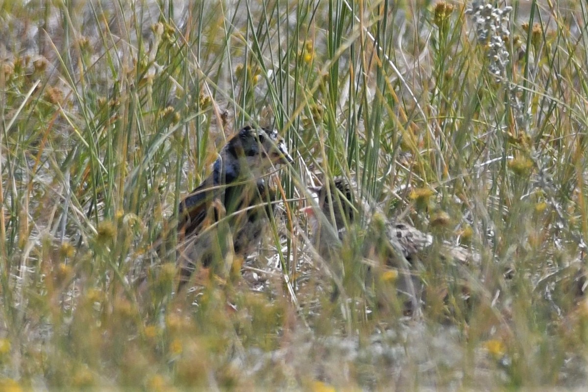 Thick-billed Longspur - Liz Harper