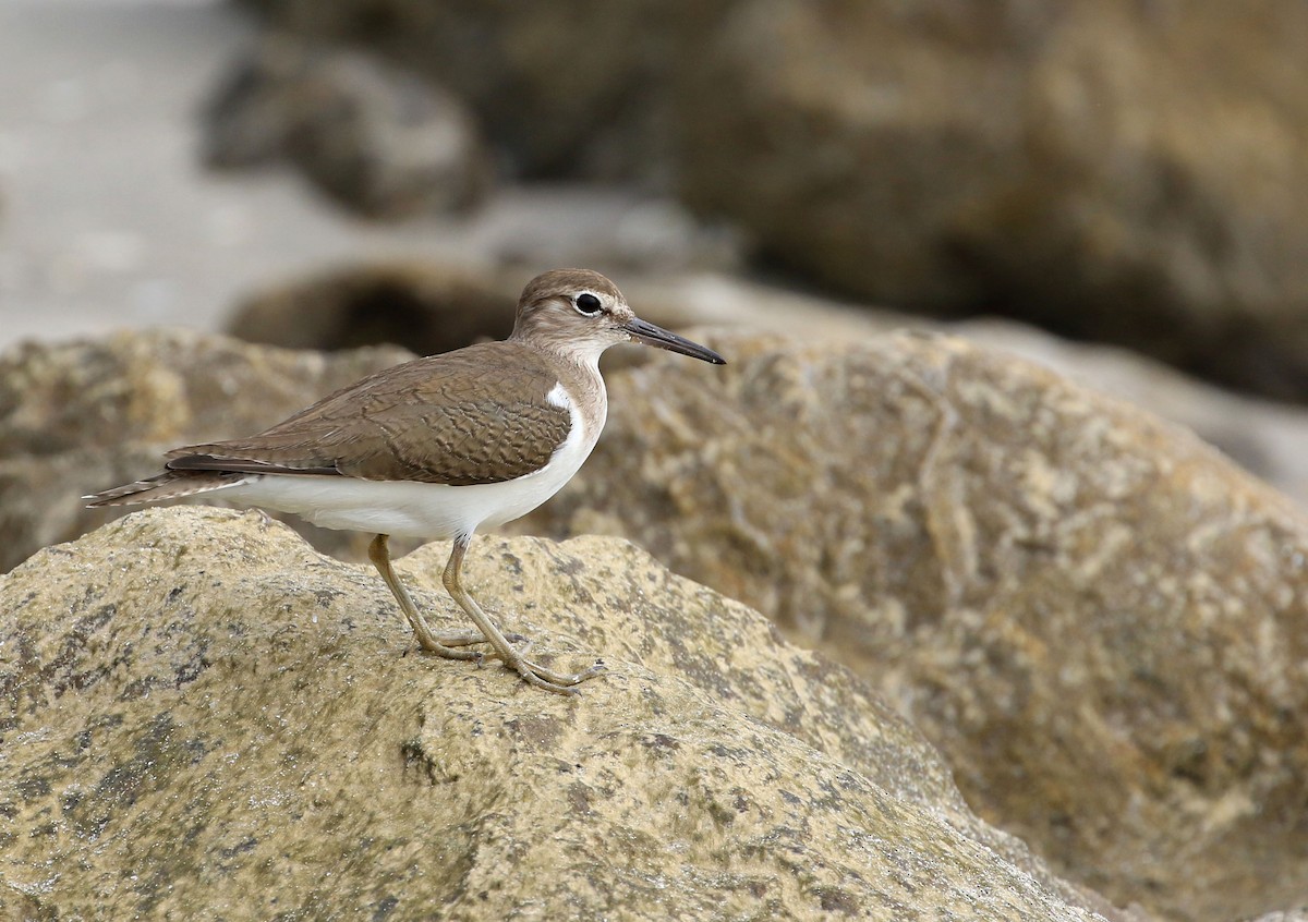 Common Sandpiper - ML208761501