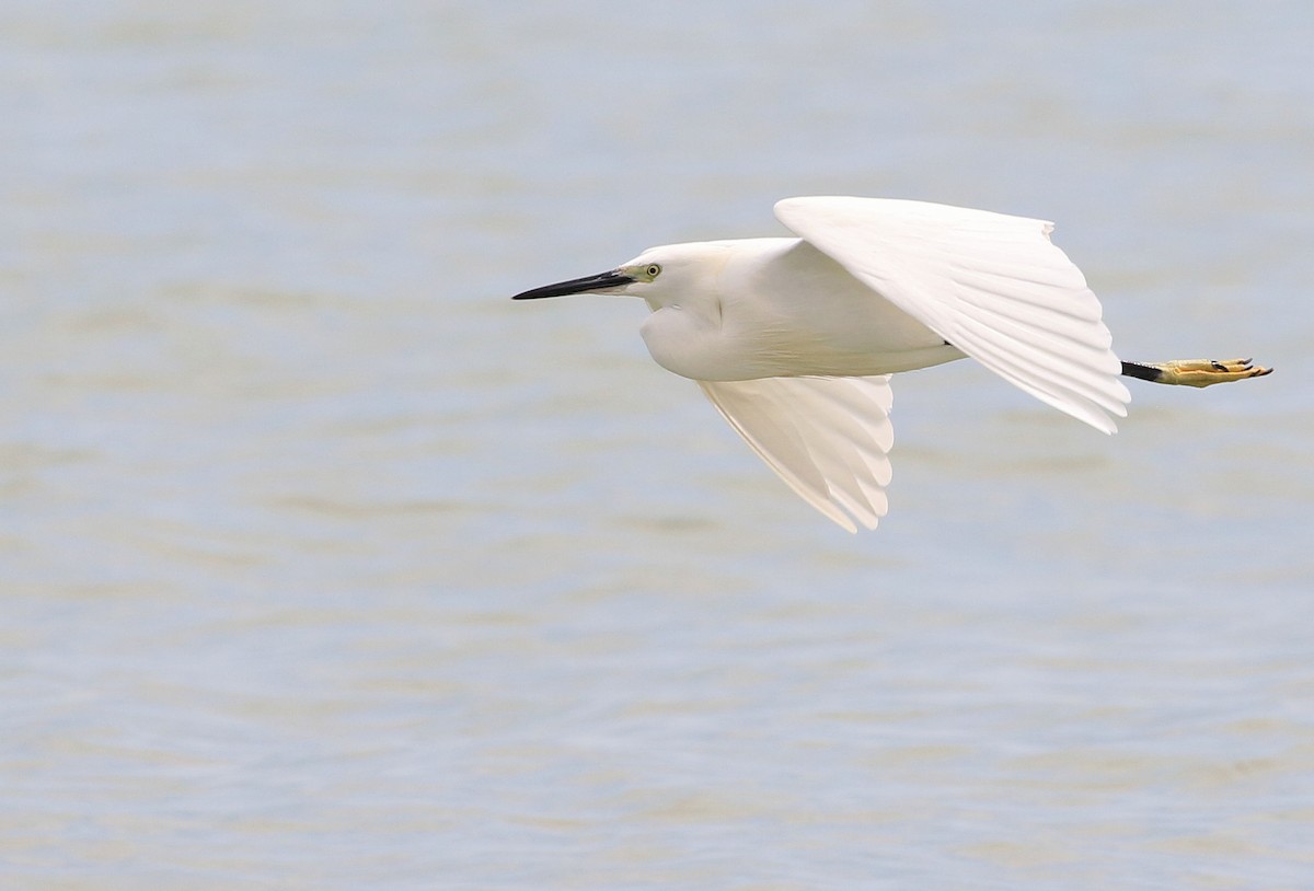 Little Egret - Patrick MONNEY