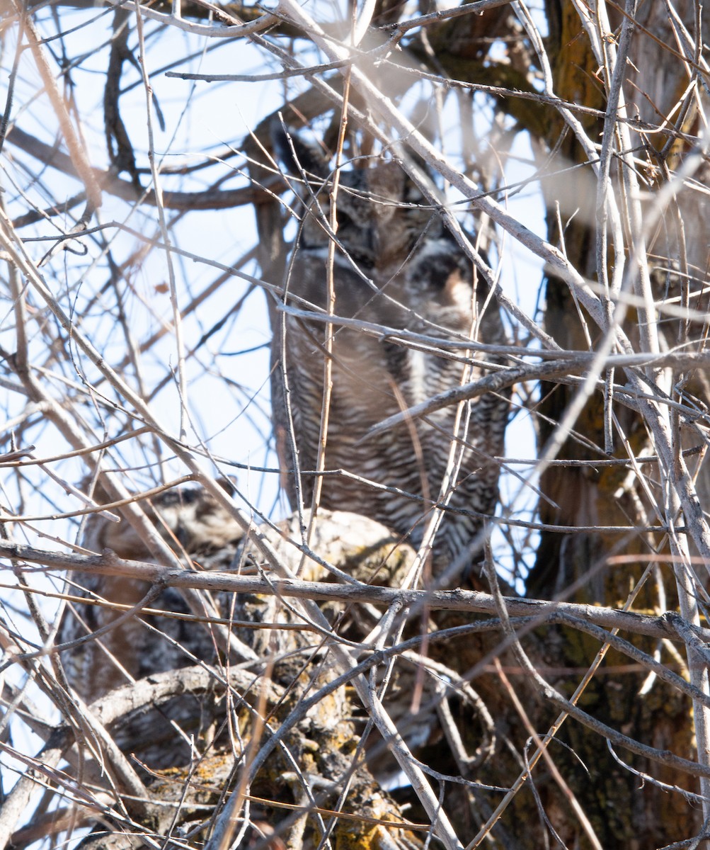 Great Horned Owl - ML208765201