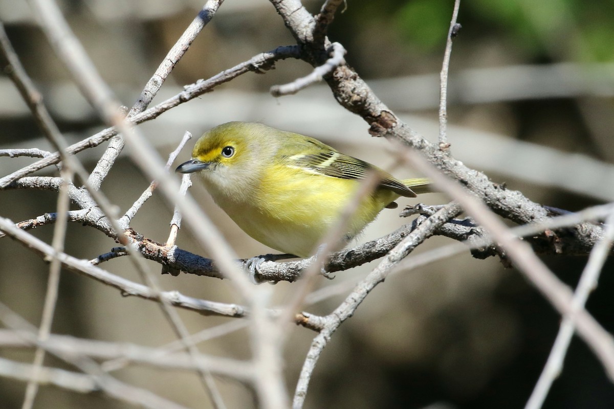 White-eyed Vireo - ML20876631