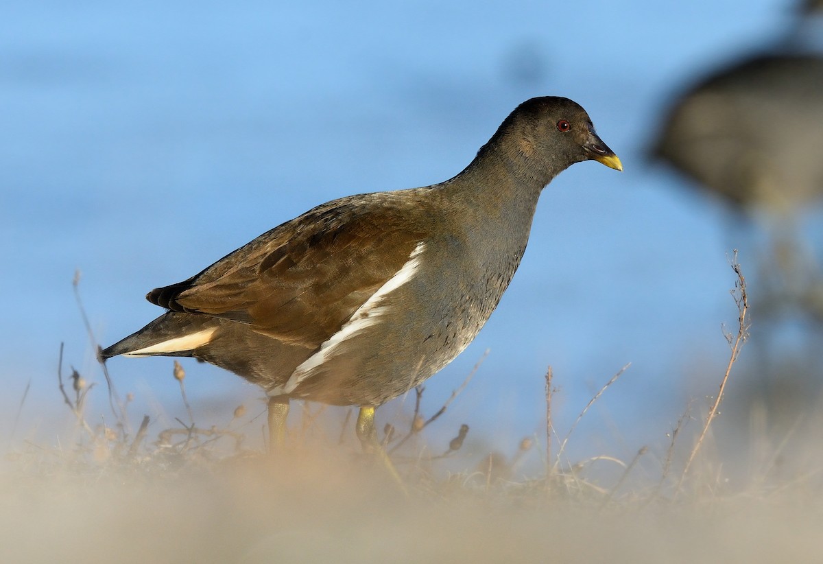 Gallinule poule-d'eau - ML208766501