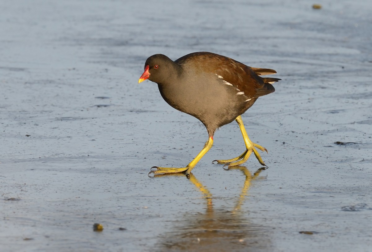 Eurasian Moorhen - ML208766511