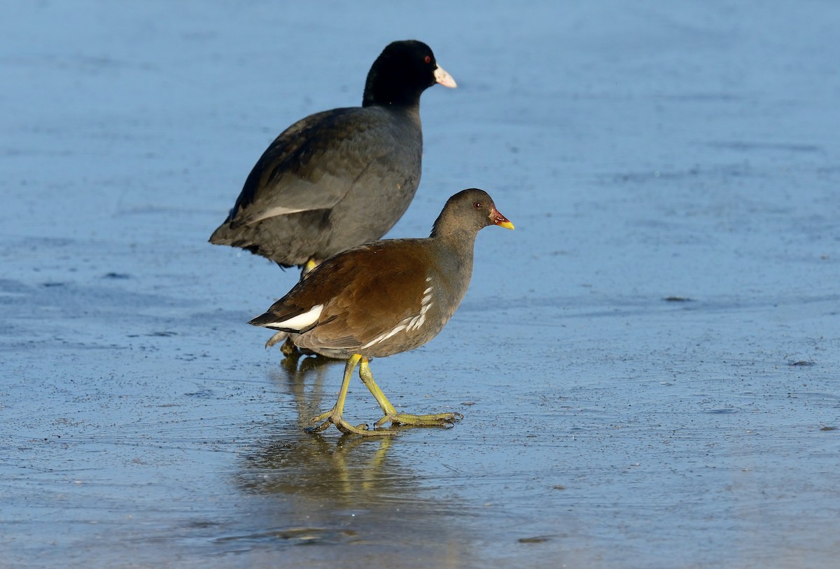 Eurasian Moorhen - ML208766591