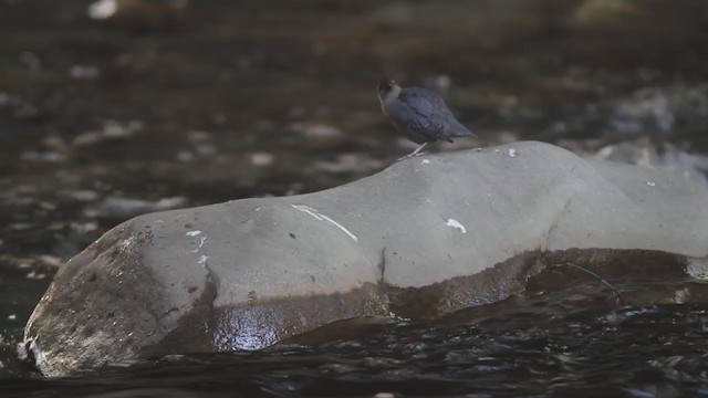 American Dipper - ML208766961