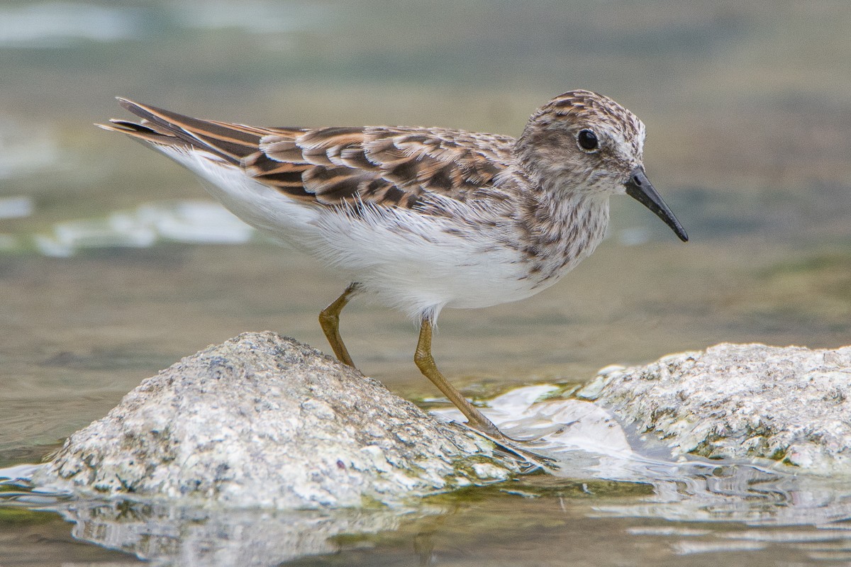 Least Sandpiper - ML208768901