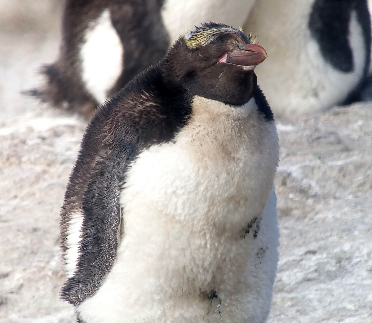 Macaroni Penguin - ML208770421