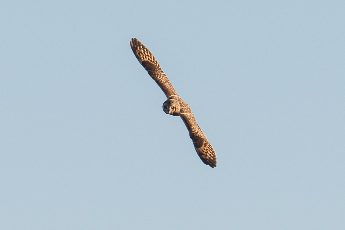 Short-eared Owl - ML208770571