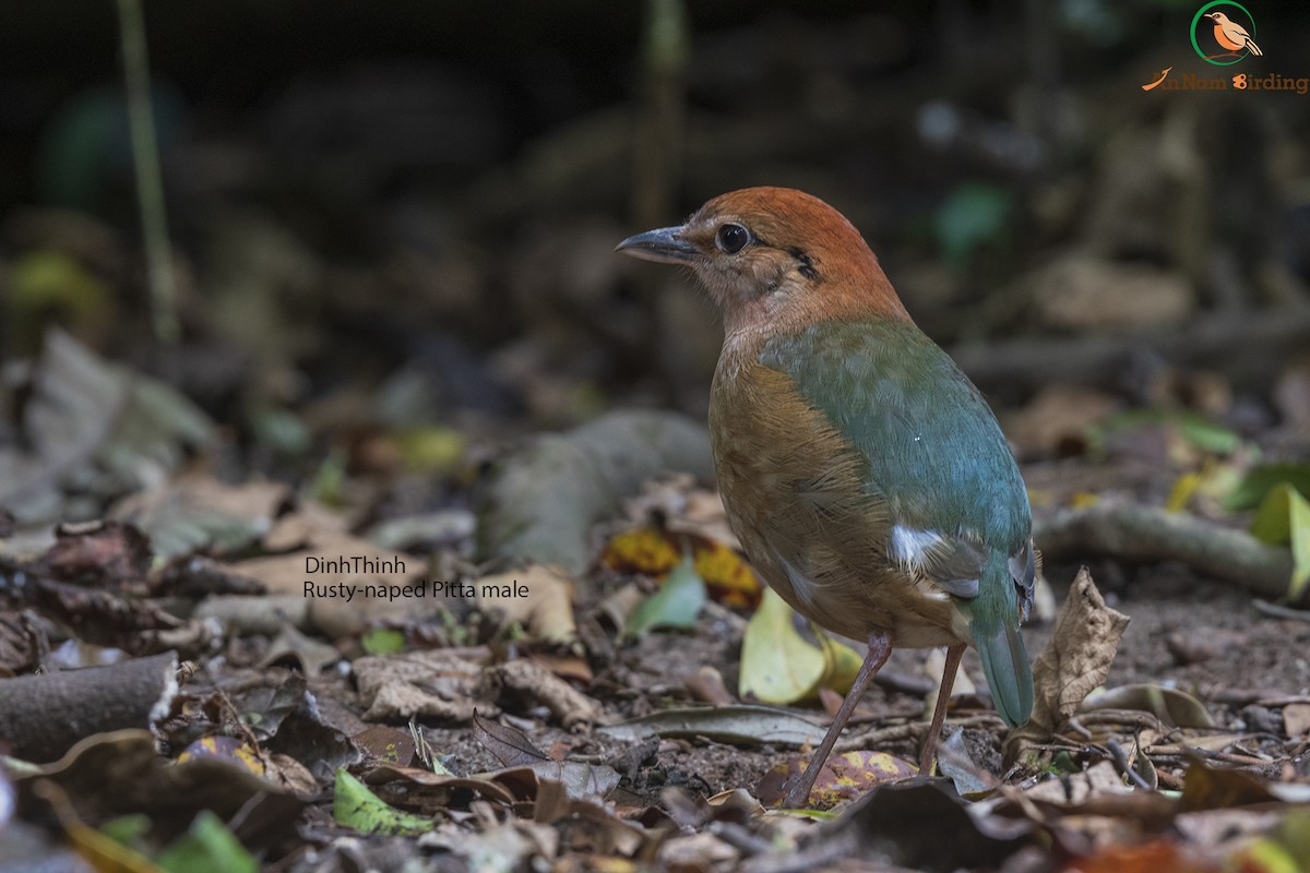 Rusty-naped Pitta - Dinh Thinh