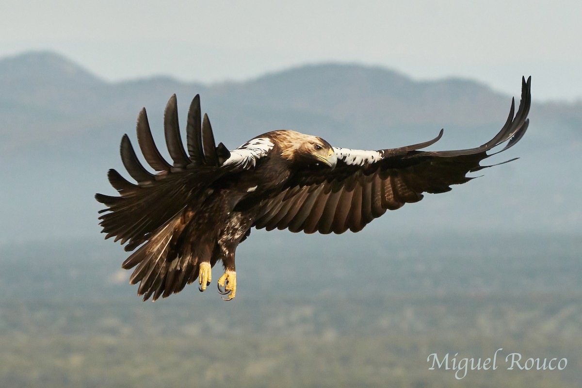 Spanish Eagle - Miguel Rouco