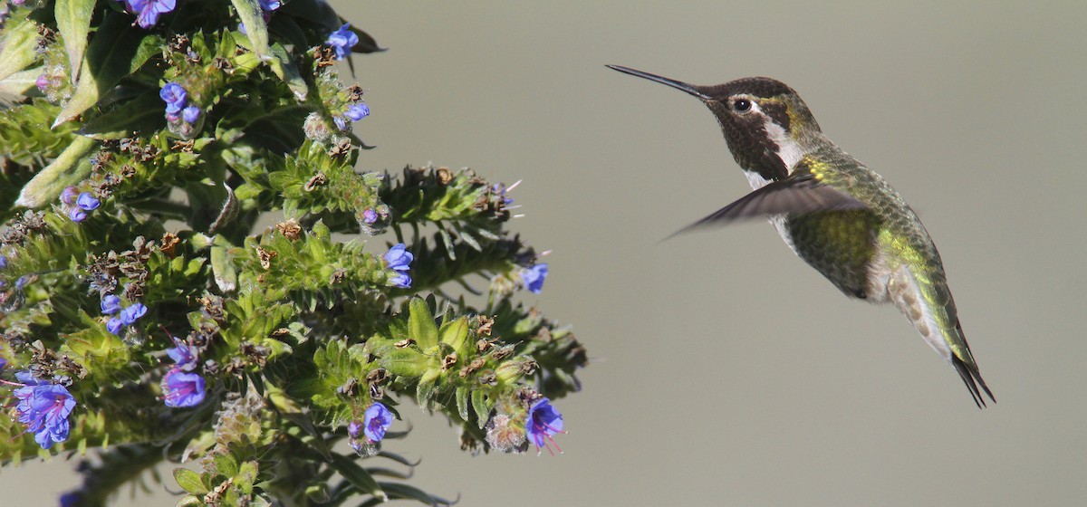 Anna's Hummingbird - Bill Hubick