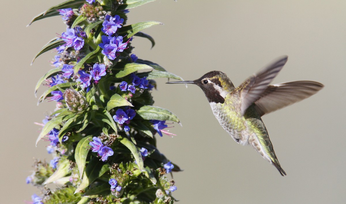 Anna's Hummingbird - Bill Hubick