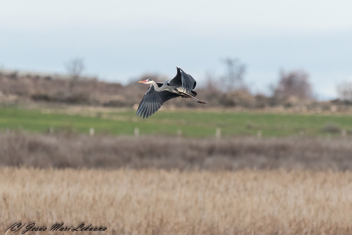 Gray Heron - ML208773451