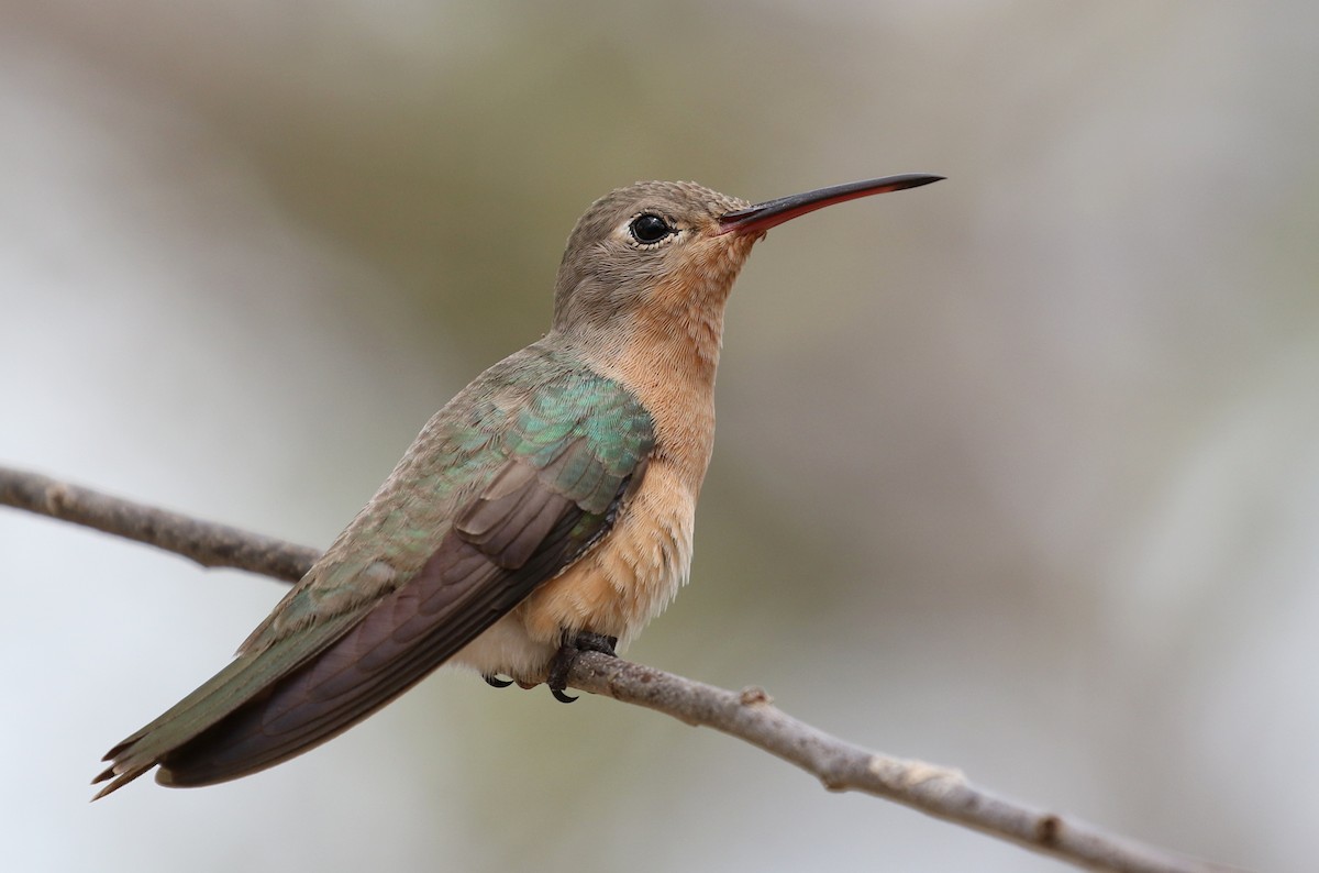 Buffy Hummingbird - Matthew Grube