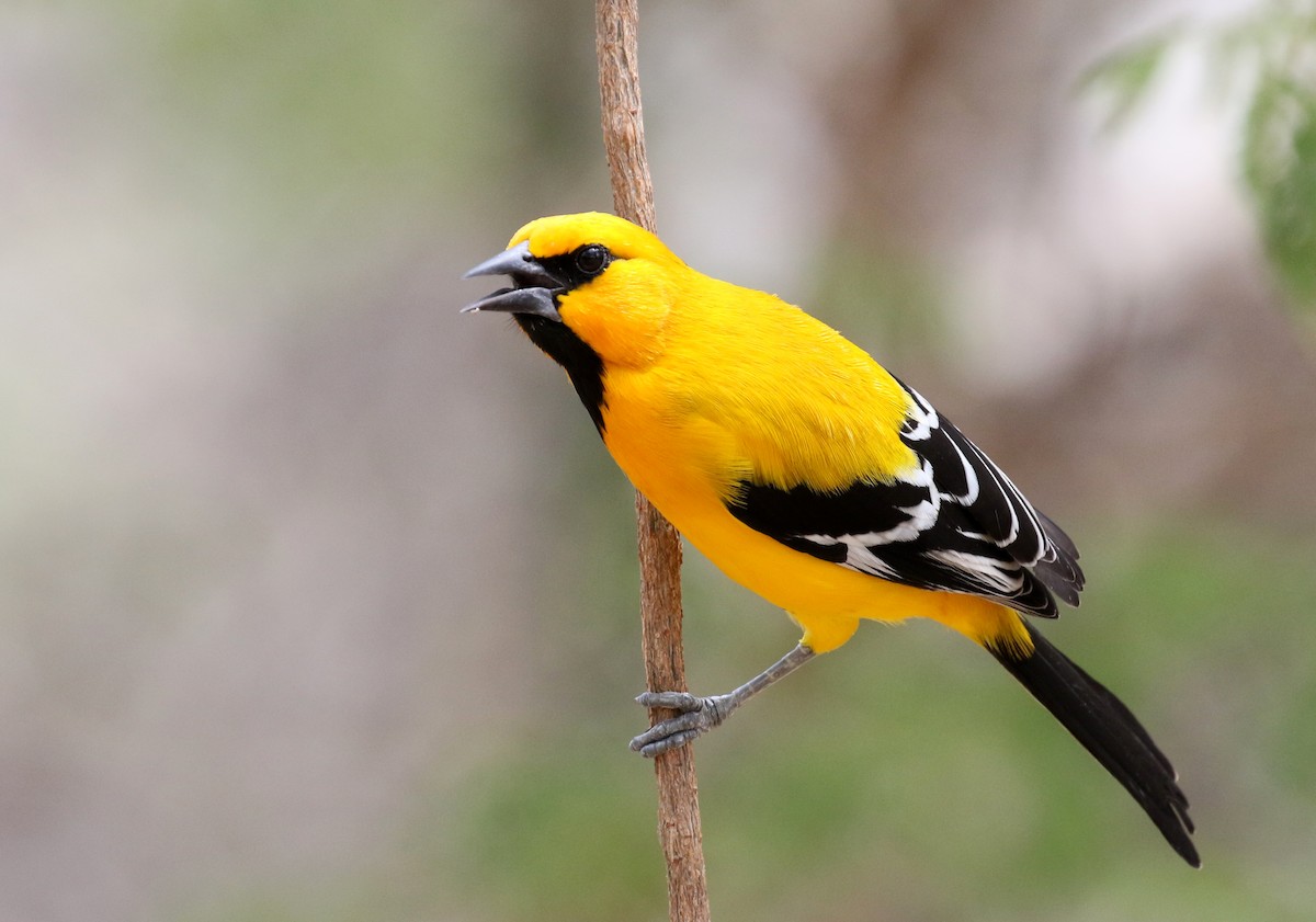 Yellow Oriole - Matthew Grube