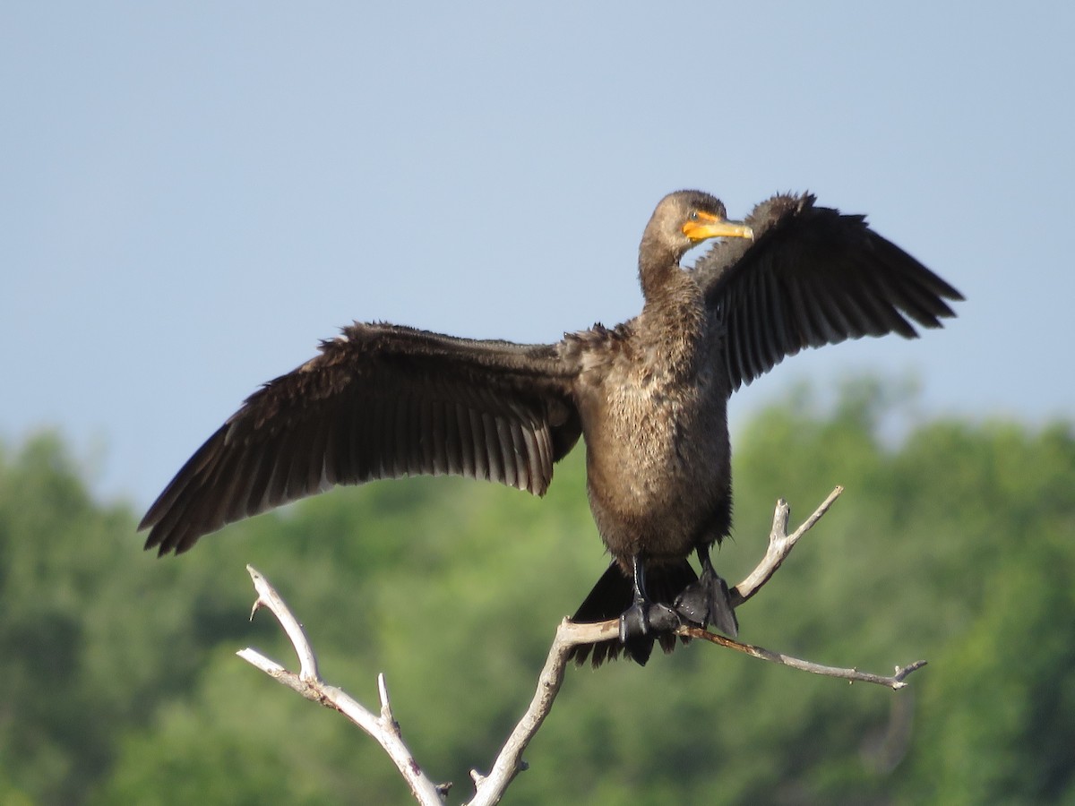 Cormorán Orejudo - ML208779811