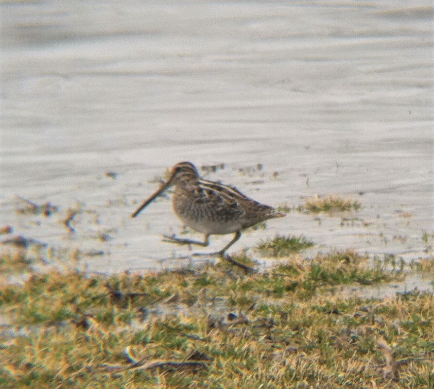 Wilson's Snipe - ML208780221