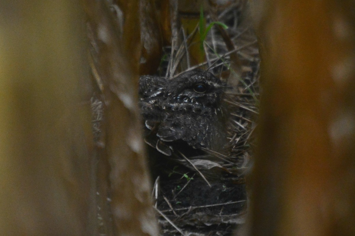 Sickle-winged Nightjar - ML208781791