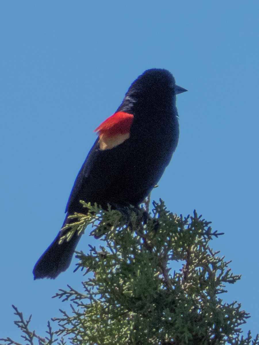 Red-winged Blackbird - ML208783461