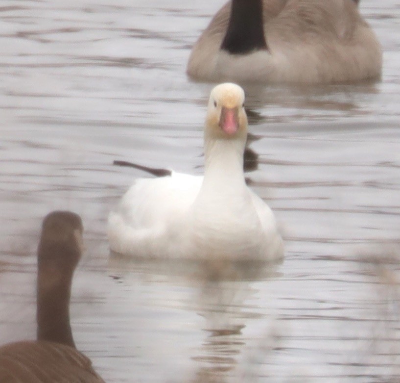 Ross's Goose - ML208784051