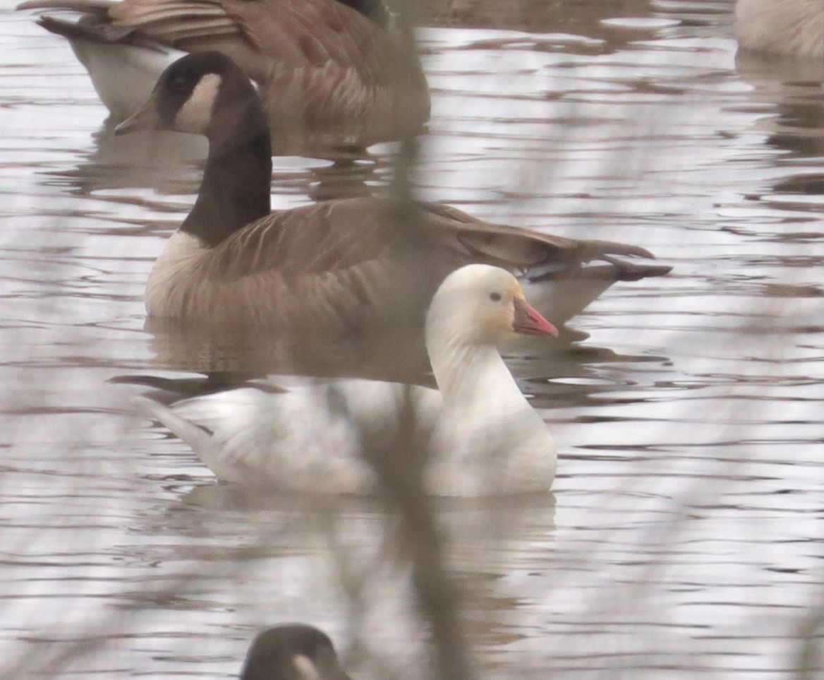 Ross's Goose - ML208784061