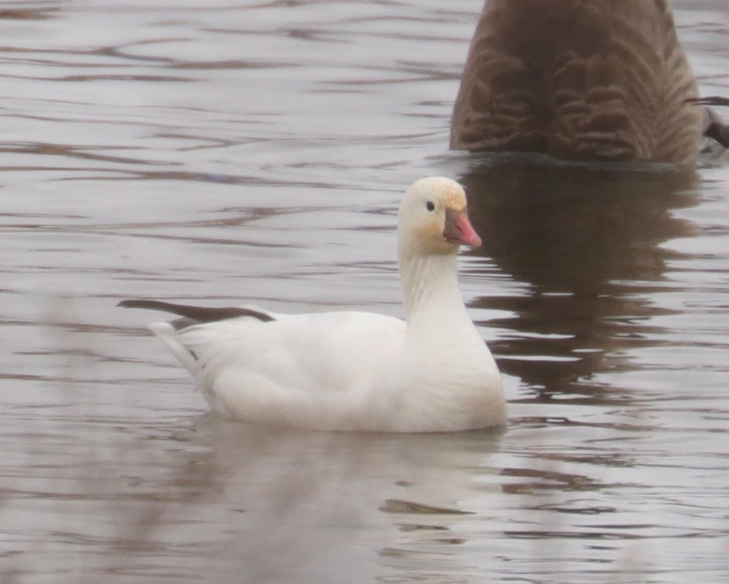 Ross's Goose - ML208784071
