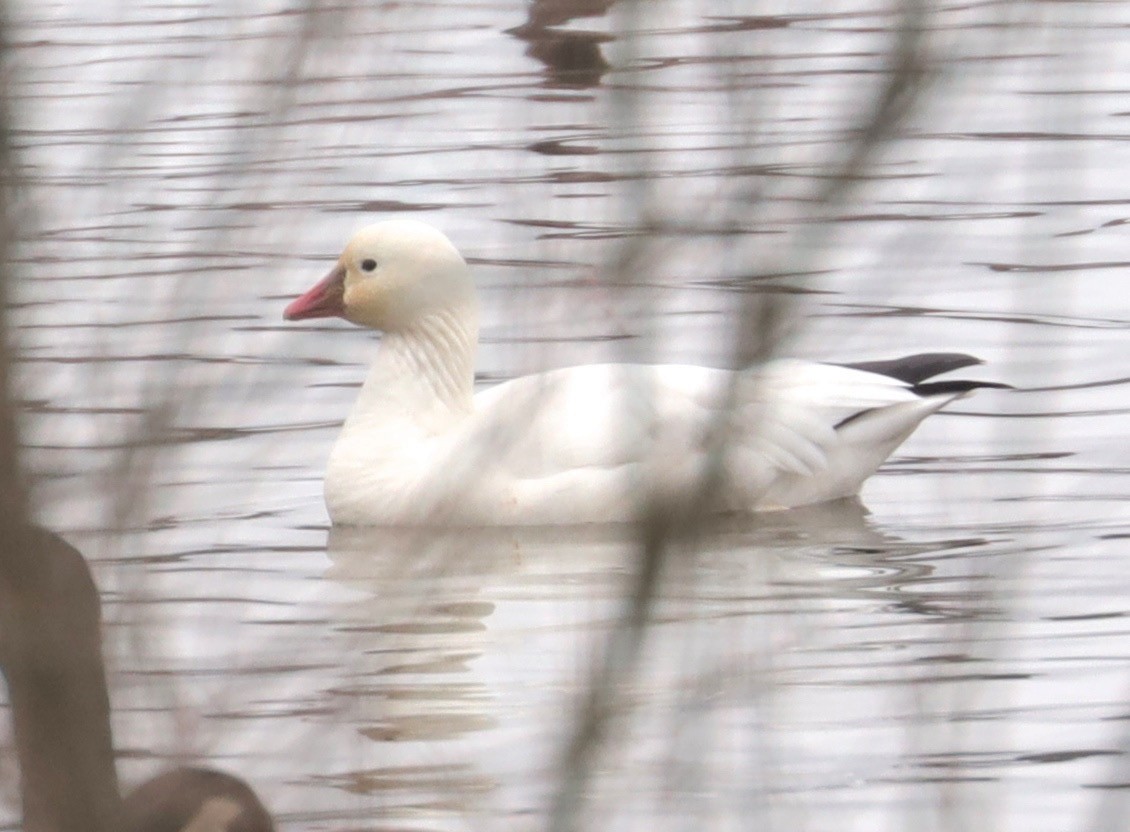 Ross's Goose - ML208784081