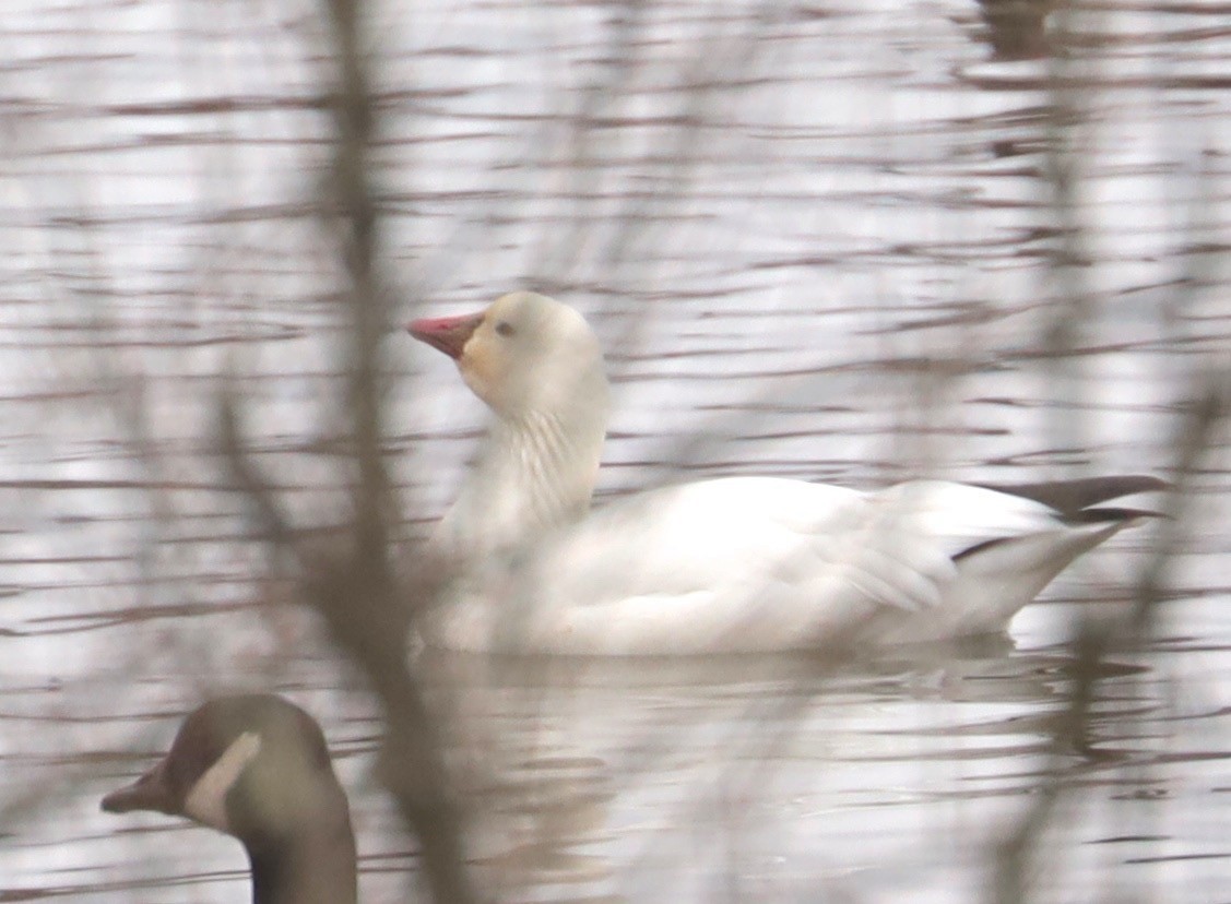 Ross's Goose - ML208784091