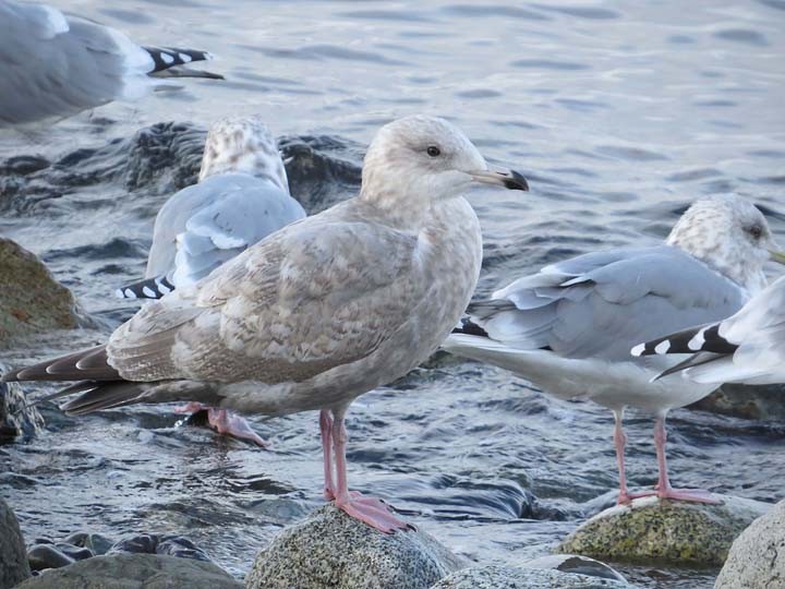 Iceland Gull (Thayer's) - ML20878631