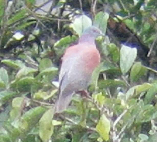 Pale-vented Pigeon - Barb Thomascall