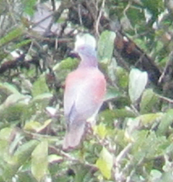 Pale-vented Pigeon - ML208786781