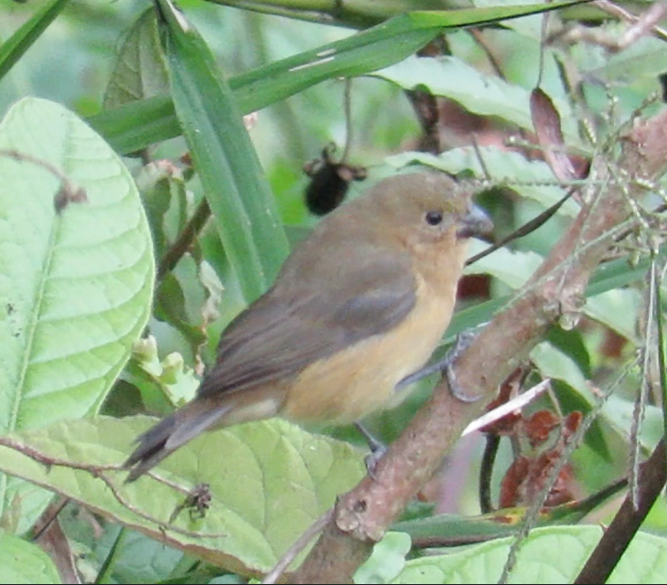 Variable Seedeater (Variable) - ML208787281