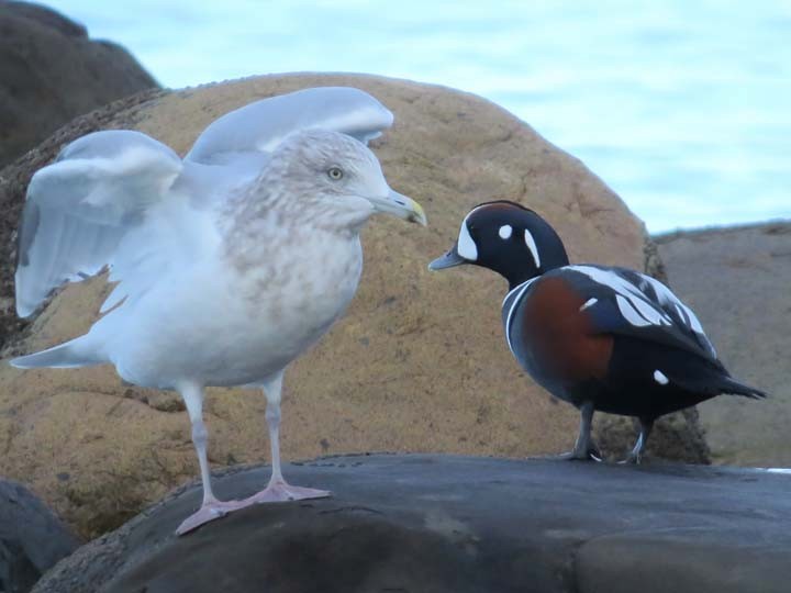 Iceland Gull (kumlieni/glaucoides) - ML20878751