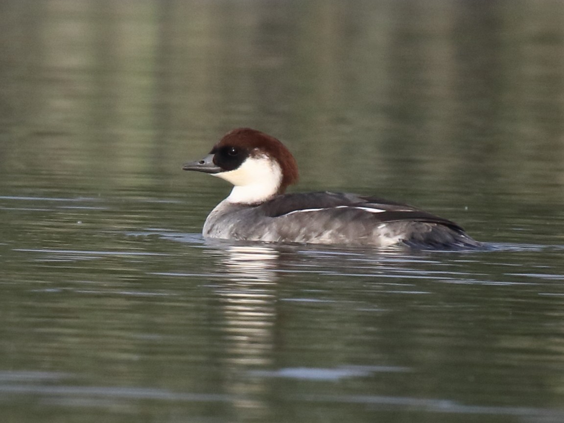 Smew - Shekar Vishvanath