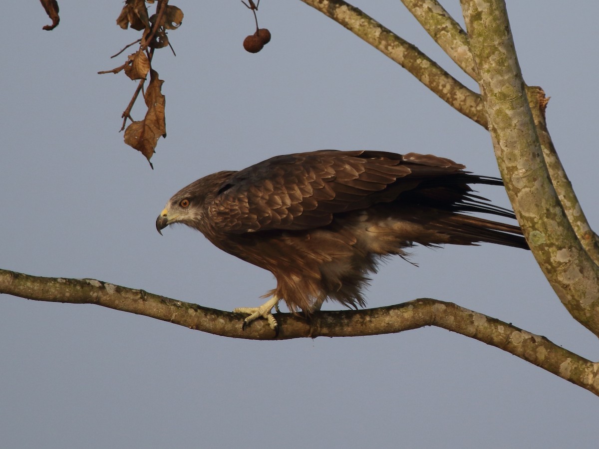 Black Kite - Shekar Vishvanath